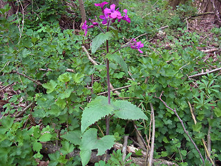 Lunaria annua