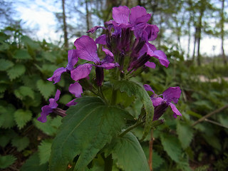 Lunaria annua