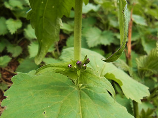 Lunaria annua