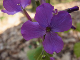 Lunaria annua