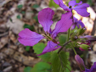 Lunaria annua