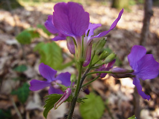 Lunaria annua