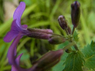 Lunaria annua