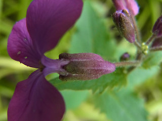 Lunaria annua