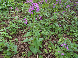 Lunaria annua