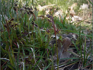 Luzula campestris