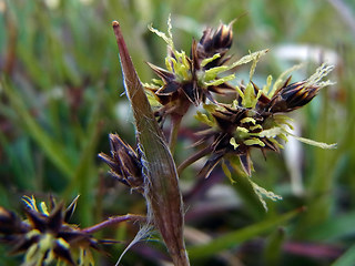 Luzula campestris