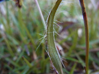 Luzula campestris