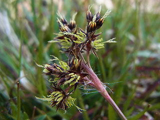 Luzula campestris