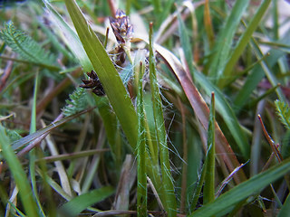 Luzula campestris