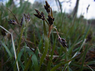 Luzula campestris