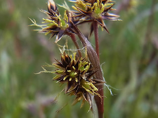 Luzula campestris