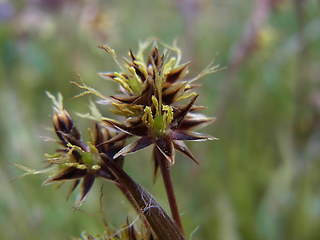 Luzula campestris