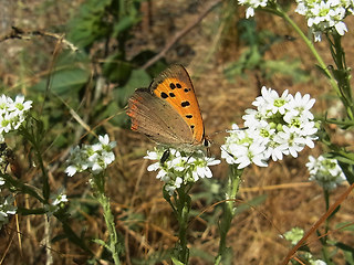 Lycaena phlaeas