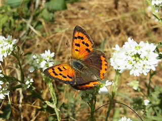 Lycaena phlaeas