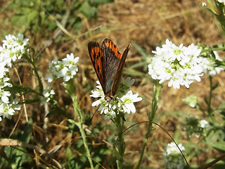 Lycaena phlaeas