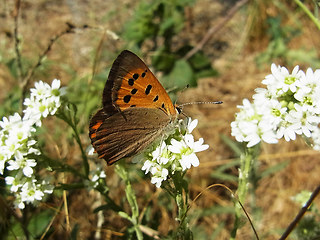 Lycaena phlaeas