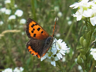 Lycaena phlaeas