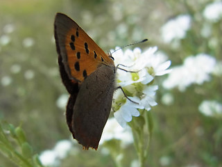 Lycaena phlaeas