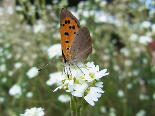 Lycaena phlaeas