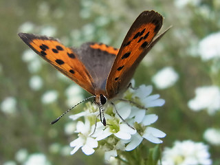 Lycaena phlaeas