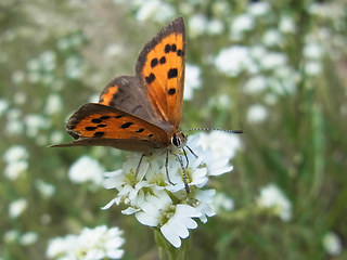 Lycaena phlaeas