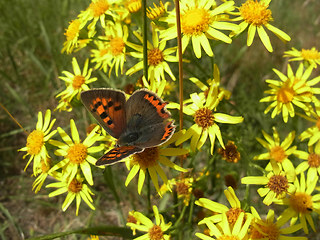 Lycaena phlaeas