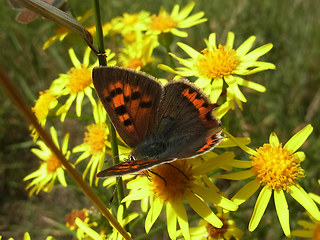 Lycaena phlaeas