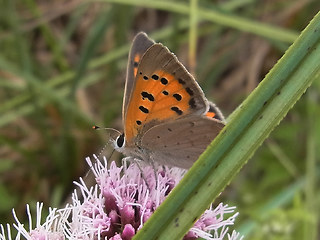 Lycaena phlaeas