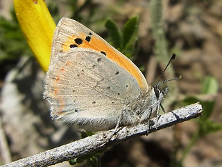 Lycaena phlaeas