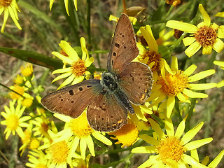 Lycaena tityrus