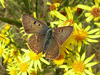 Lycaena tityrus