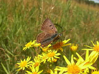 Lycaena tityrus