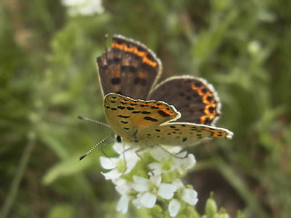 Lycaena tityrus