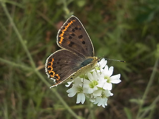 Lycaena tityrus