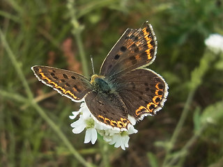 Lycaena tityrus