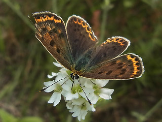 Lycaena tityrus