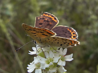 Lycaena tityrus