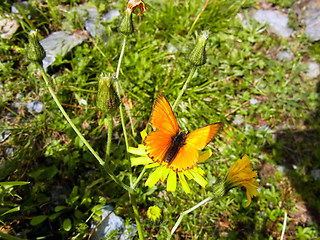 Lycaena virgaureae