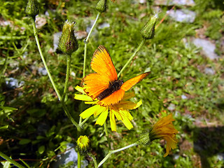 Lycaena virgaureae