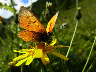 Lycaena virgaureae