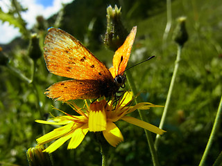 Lycaena virgaureae