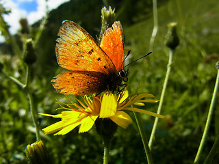 Lycaena virgaureae