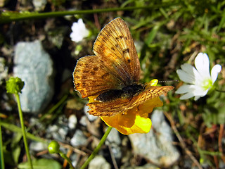 Lycaena virgaureae