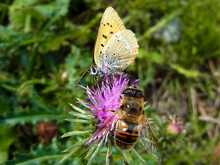 Lycaena virgaureae