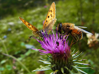 Lycaena virgaureae