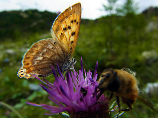 Lycaena virgaureae