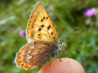 Lycaena virgaureae