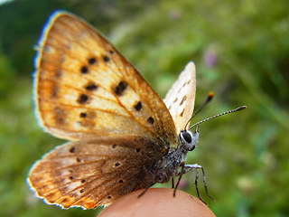 Lycaena virgaureae