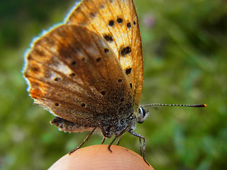 Lycaena virgaureae